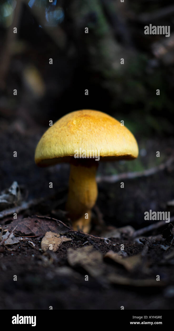 Tricholoma Equestre, also known as man on horseback or yellow knight mushroom surrounded by the laurisilva of Anaga mountains, Tenerife, Spain Stock Photo