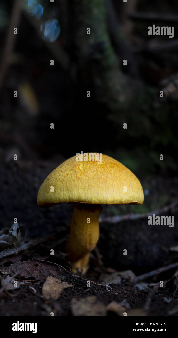 Vertical ground level shot with selective focus of Tricholoma Equestre, known as man on horseback or yellow knight mushroom, Anaga, Tenerife, Spain Stock Photo