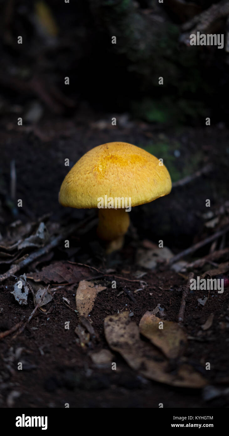 Tricholoma equestre, also known as man on horseback or yellow knight mushroom found the laurisilva of Anaga mountains, Tenerife, Canary islands, Spain Stock Photo