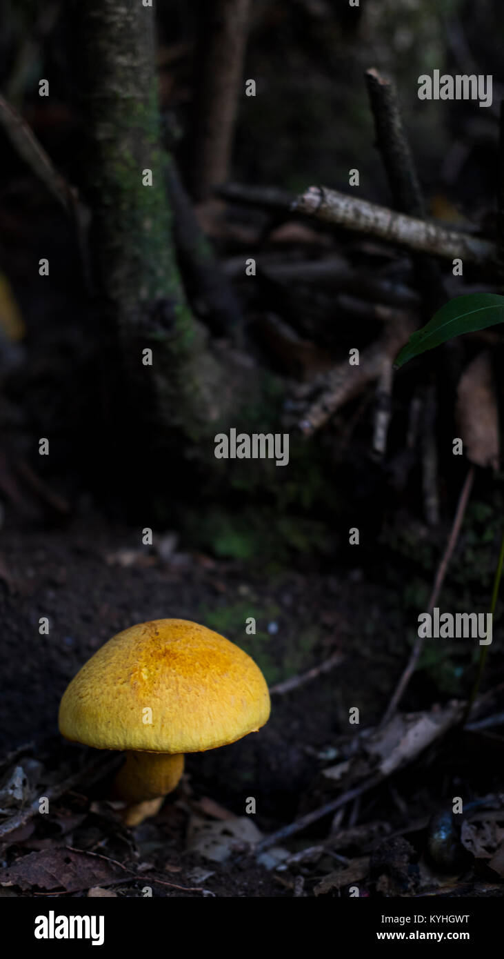 Isolated shot with selective focus of Tricholoma Equestre, known as man on horseback or yellow knight mushroom found the laurisilva Tenerife, Spain Stock Photo