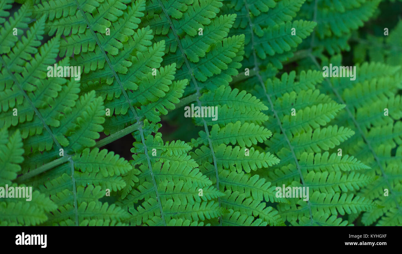 Woodwardia radicans,  known as chain fern, forming crude green natural patterns from its large succulent leaves, in the laurel forest Tenerife, Spain Stock Photo