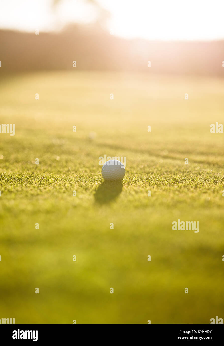 Golf ball on putting green Stock Photo Alamy