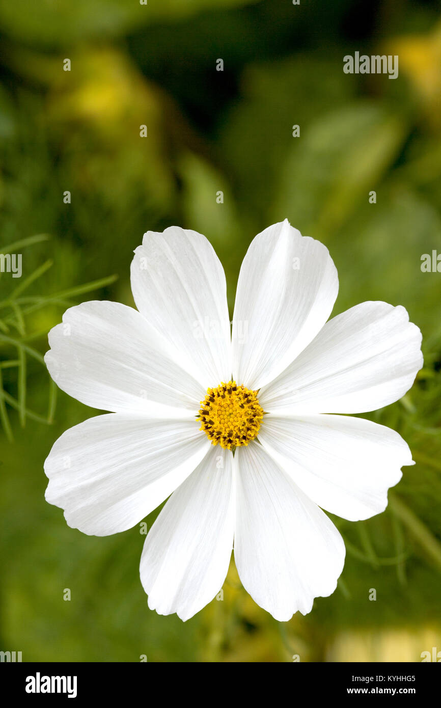 A single white cosmos flower close up Stock Photo - Alamy