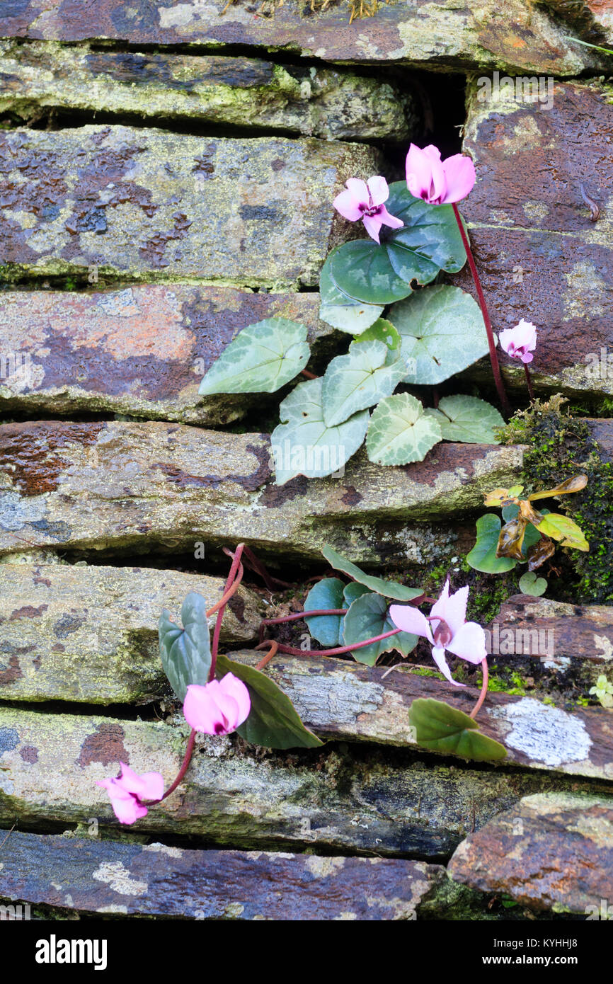 Hardy dwarf winter flowering cyclamen, Cyclamen coum, growing in the crevice of a drystone wall Stock Photo