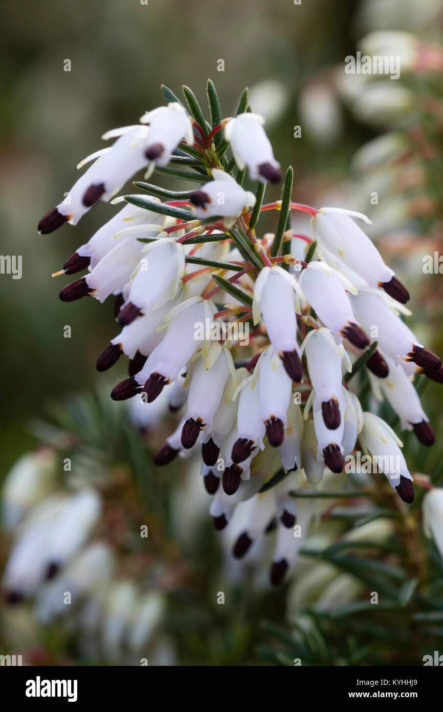 Dark tipped white January flowers of the winter heather, Erica carnea 'Springwood White' Stock Photo