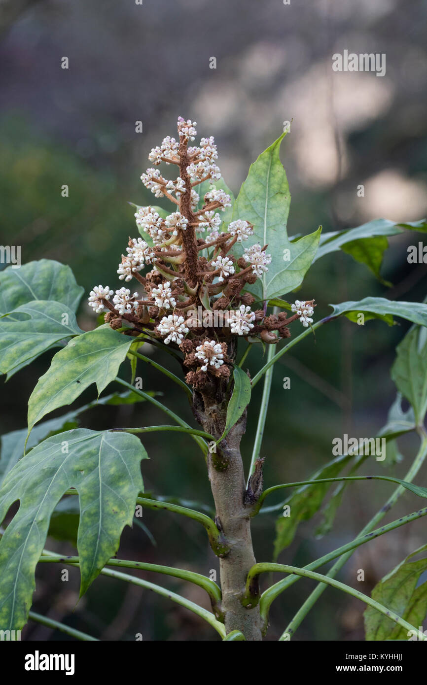 Flower head with opening buds of the evergreen, large foliaged, Taiwanese aralia, Fatsia polycarpa Stock Photo