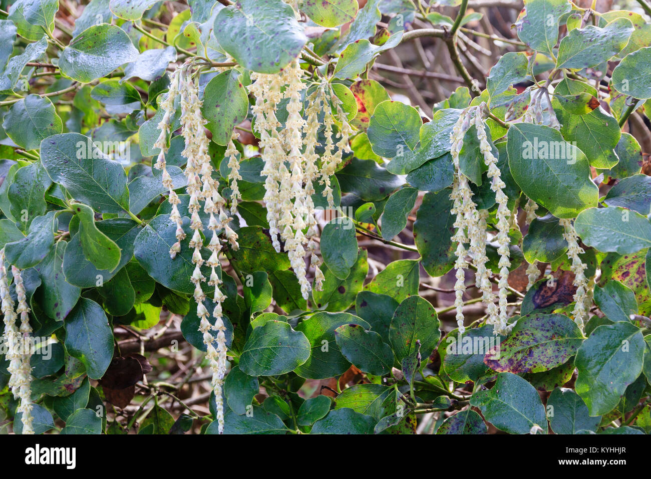 Pale,elongated catkins of the winter flowering silk tassel bush, Garrya elliptica 'James Roof' Stock Photo