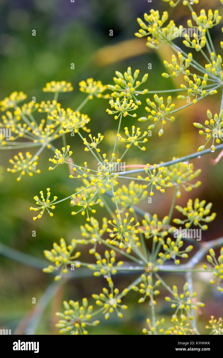 Delicate yellow Fennel flower heads close up Stock Photo Alamy