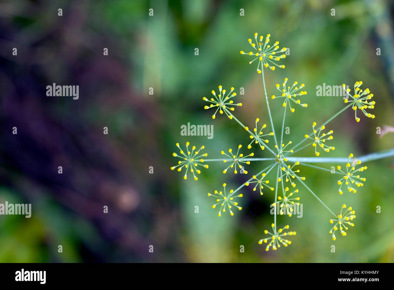 Delicate yellow Fennel flower heads close up Stock Photo Alamy