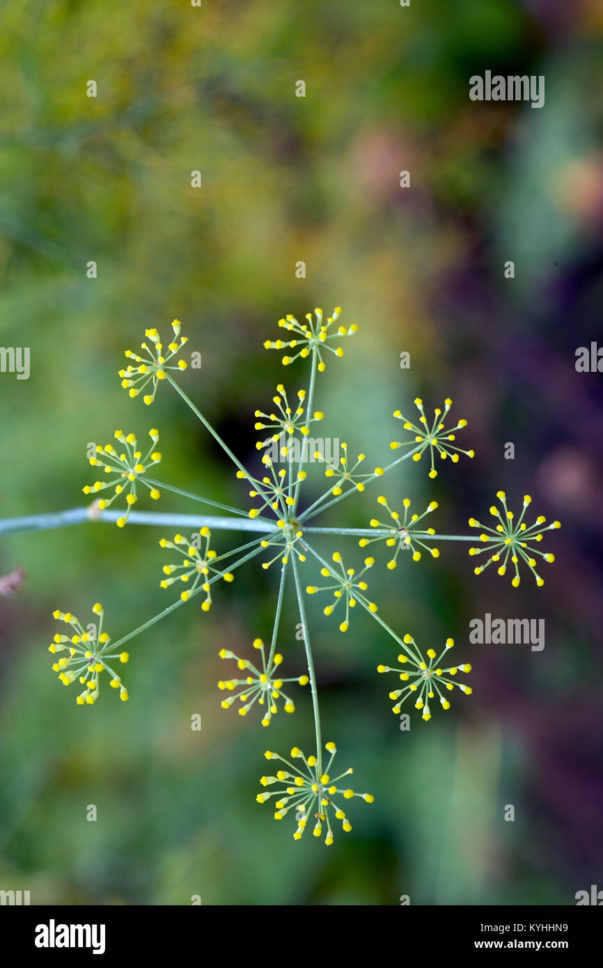Delicate yellow Fennel flower heads close up Stock Photo Alamy