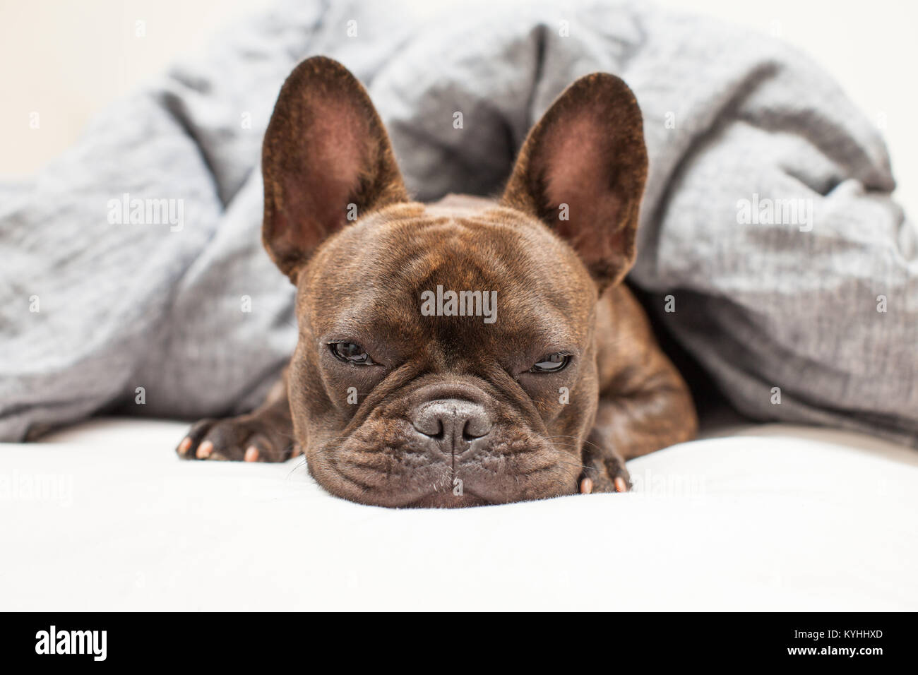 Sleepy French Bulldog Stock Photo Alamy