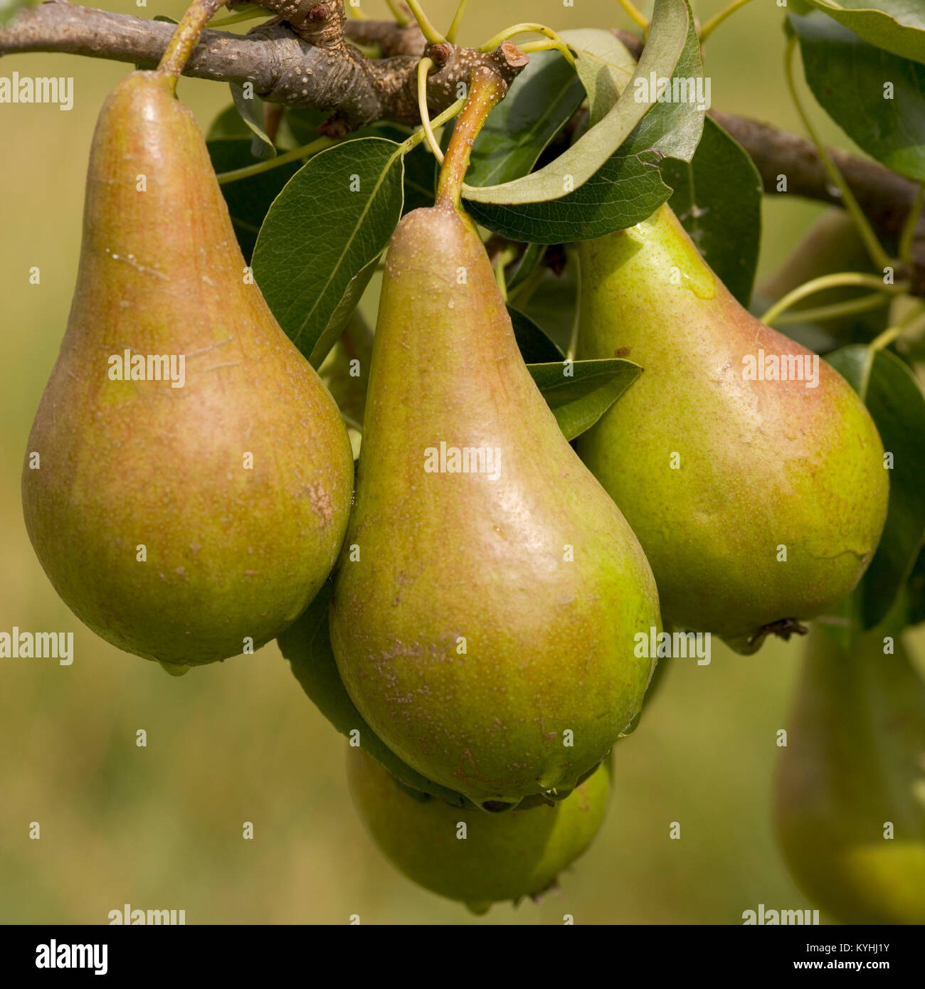 Cultivation of pears hi-res stock photography and images - Alamy