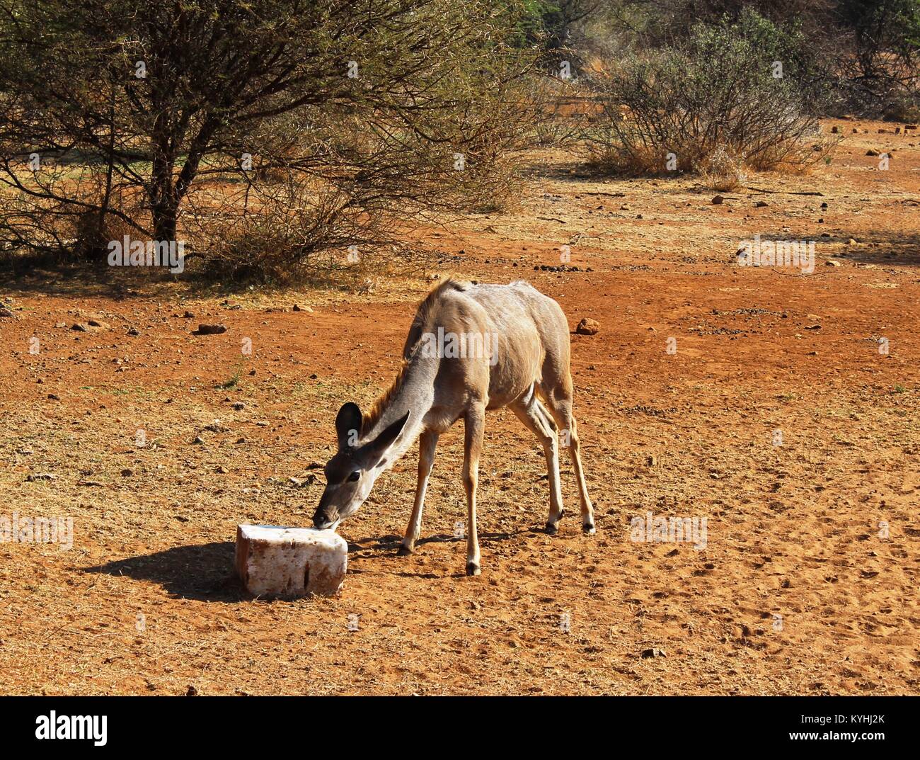 Kudu female licking a block of salt Stock Photo