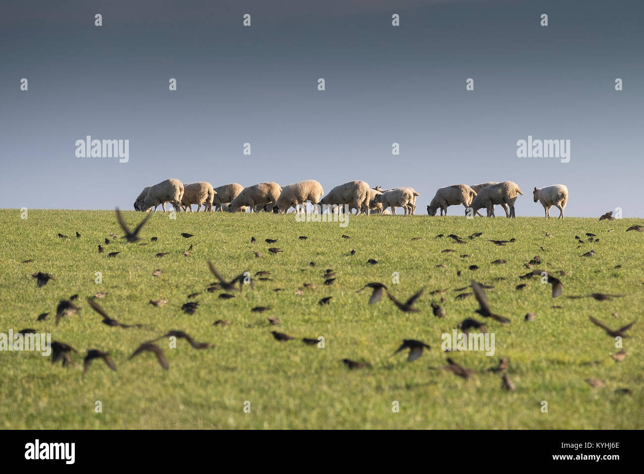 Cornwall countryside - a flock of Starlings flying into a field with sheep in the background. Stock Photo