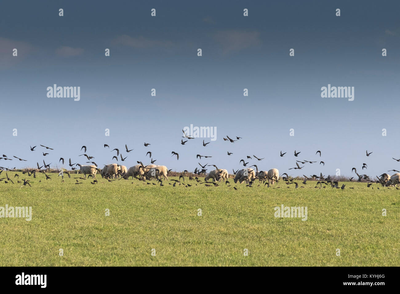 Cornwall countryside - a flock of Starlings flying into a field with sheep in the background. Stock Photo