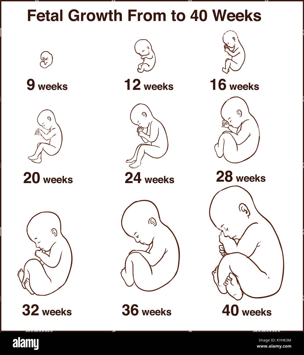 Embryo development. Human fetus growth stages of pregnancy vector illustration. Life baby stage before birth Stock Vector