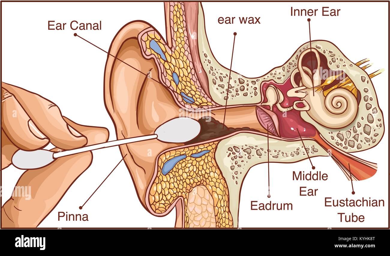 1: Diagram showing the structure of the human ear, detailing the parts... |  Download Scientific Diagram