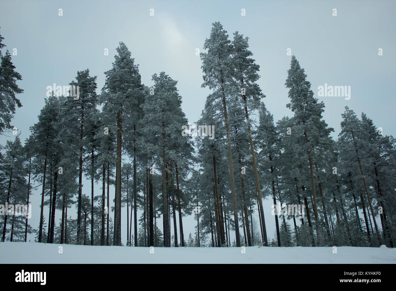 Snow covered pine trees on top of a hill on a blue sky background Stock ...