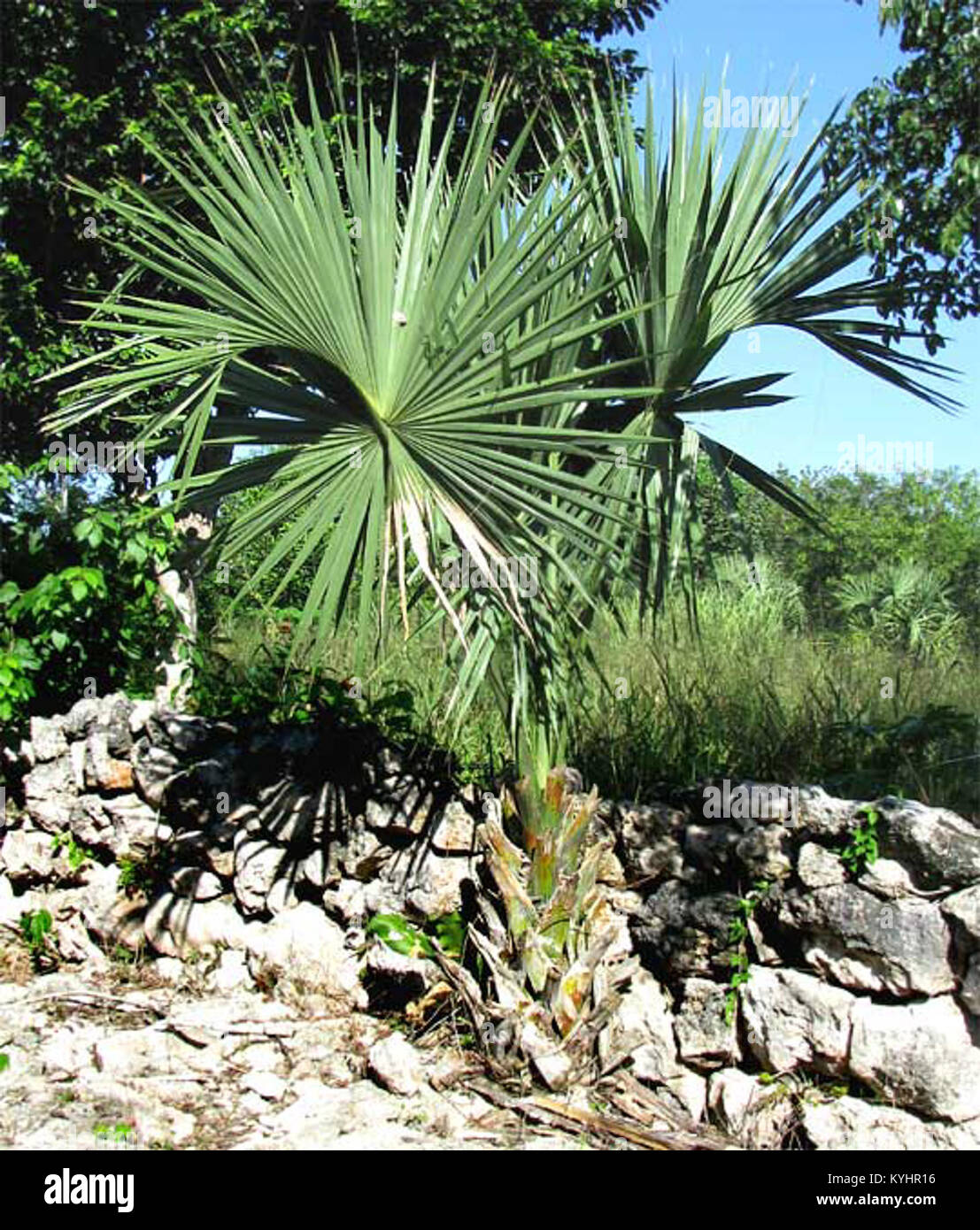 Sabal yapa hires stock photography and images Alamy