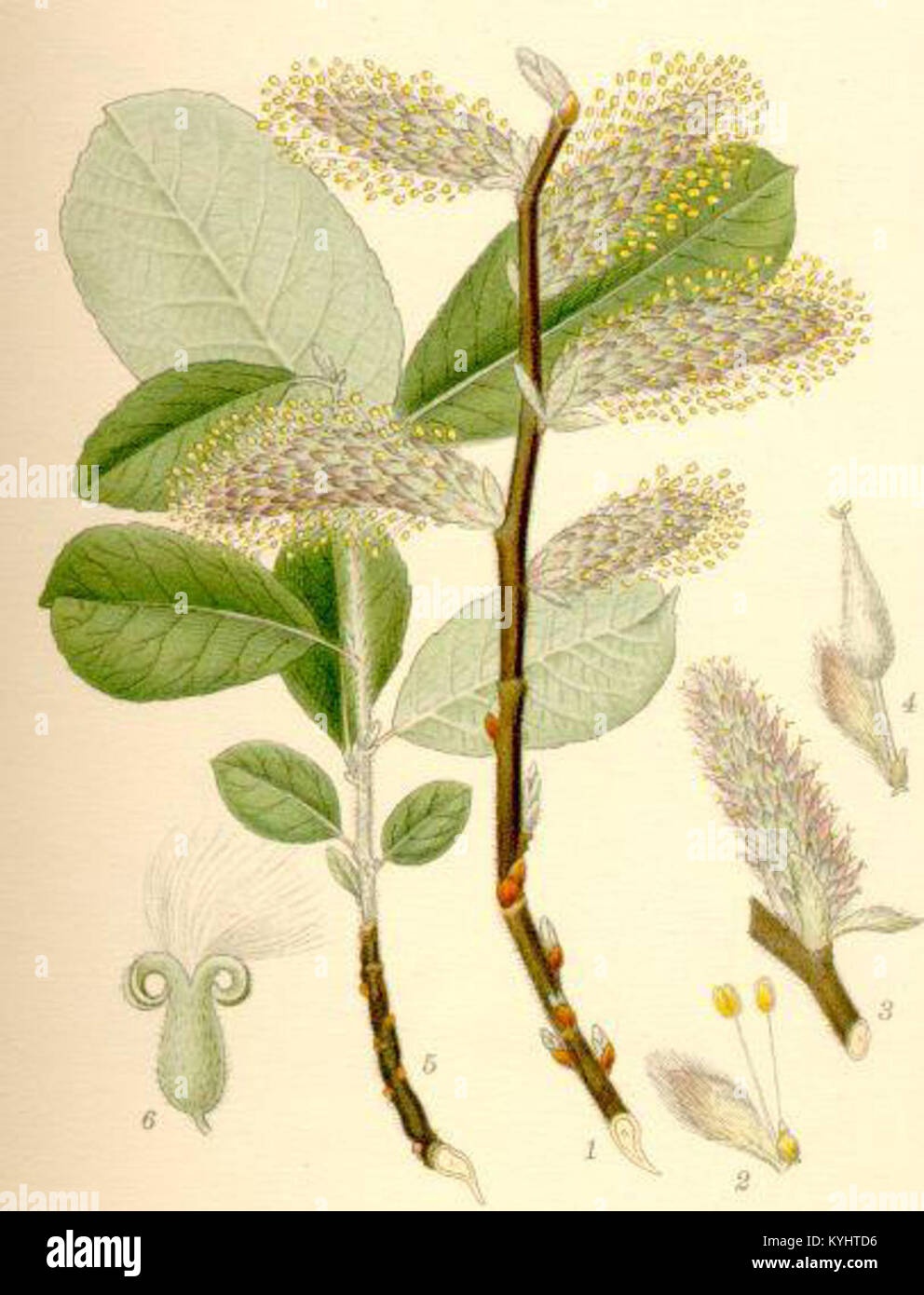 Salix cinerea gråvide Stock Photo