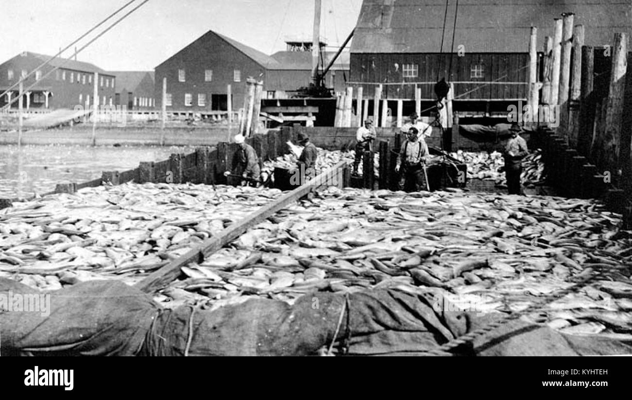 Photograph of salmon being processed at the Alaska Packer's Association ...