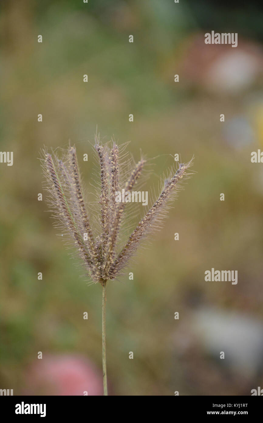 Grass vector design hi-res stock photography and images - Alamy