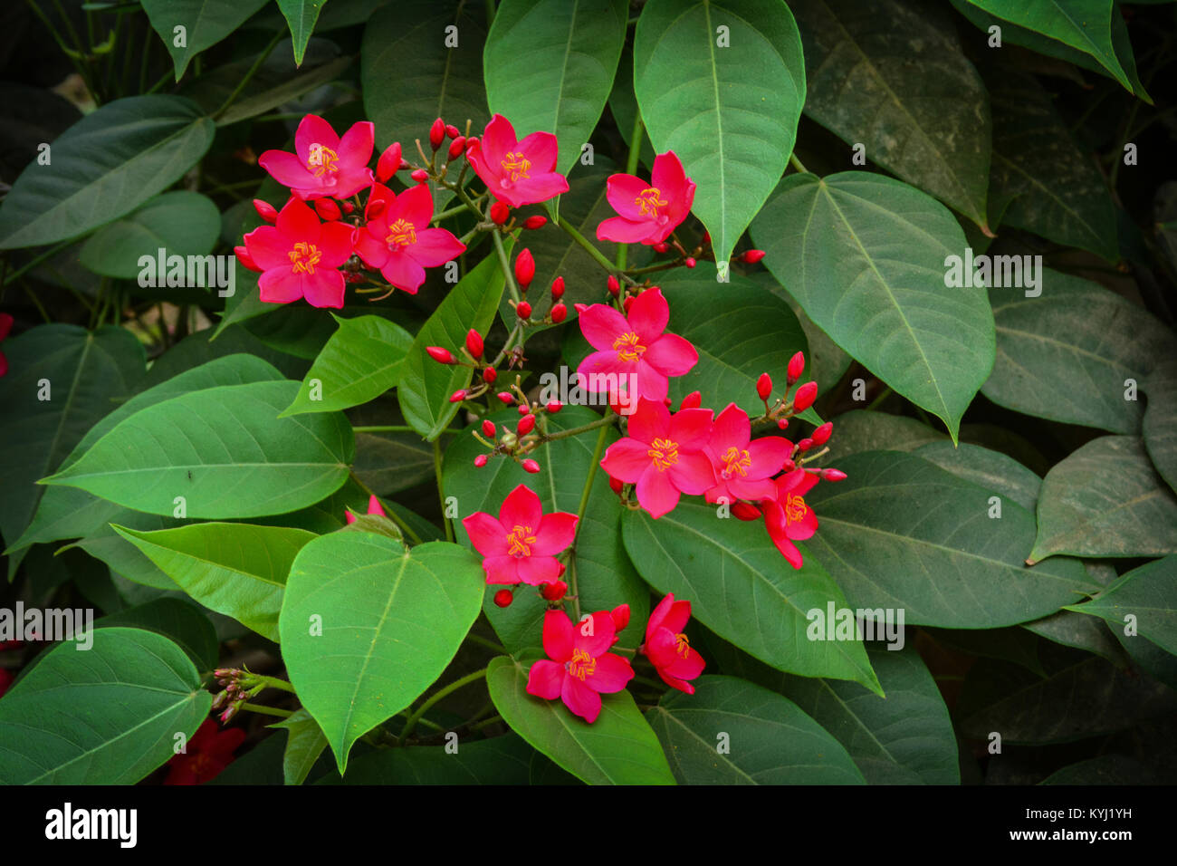 red flowers and green leaves Stock Photo Alamy