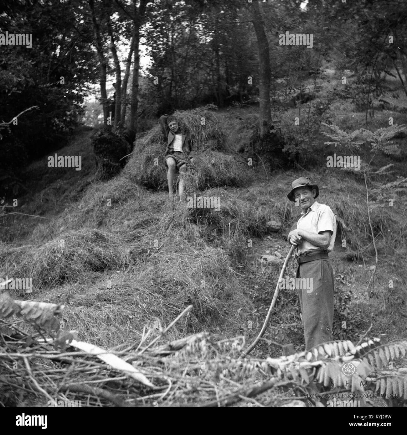 Making A Haystack This 1953 photograph documents the traditional Slovenian practice of ...