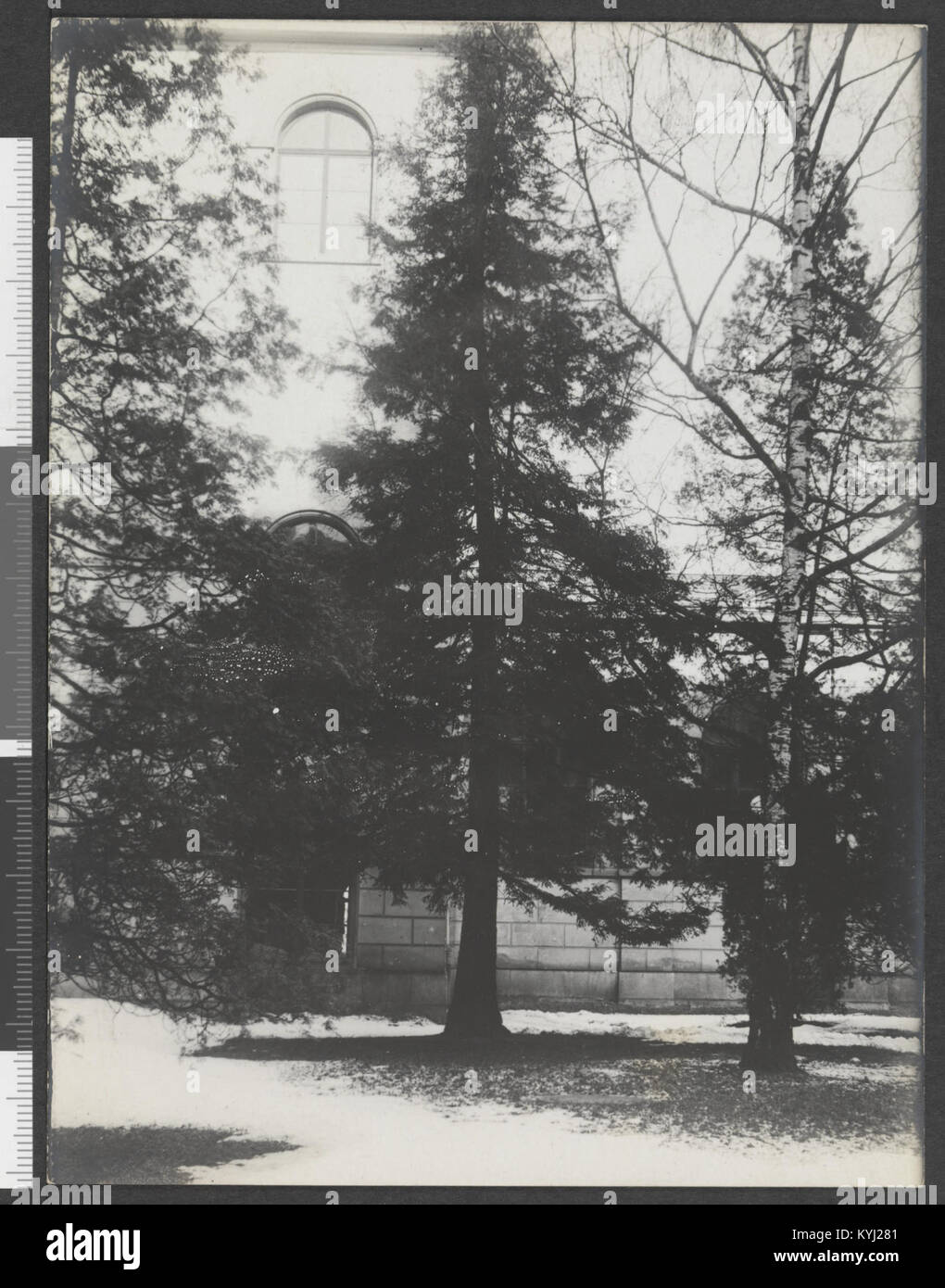Sequoia sempervirens utenfor 'landwirtschaftliche Schule', Zürich - no-nb digifoto 20150626 00110 bldsa GH 10 00069 Stock Photo