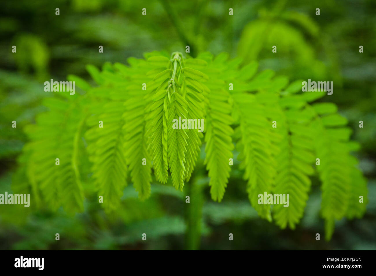 Gulmohar tree leaves pattern background Stock Photo