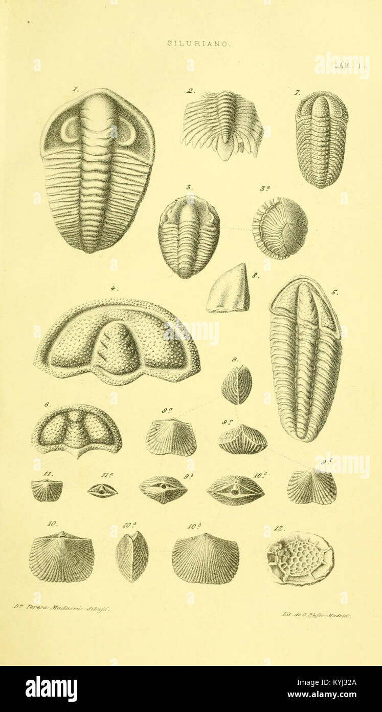 Sinópsis de las especies fósiles que se han encontrado en España BHL11965464 Stock Photo