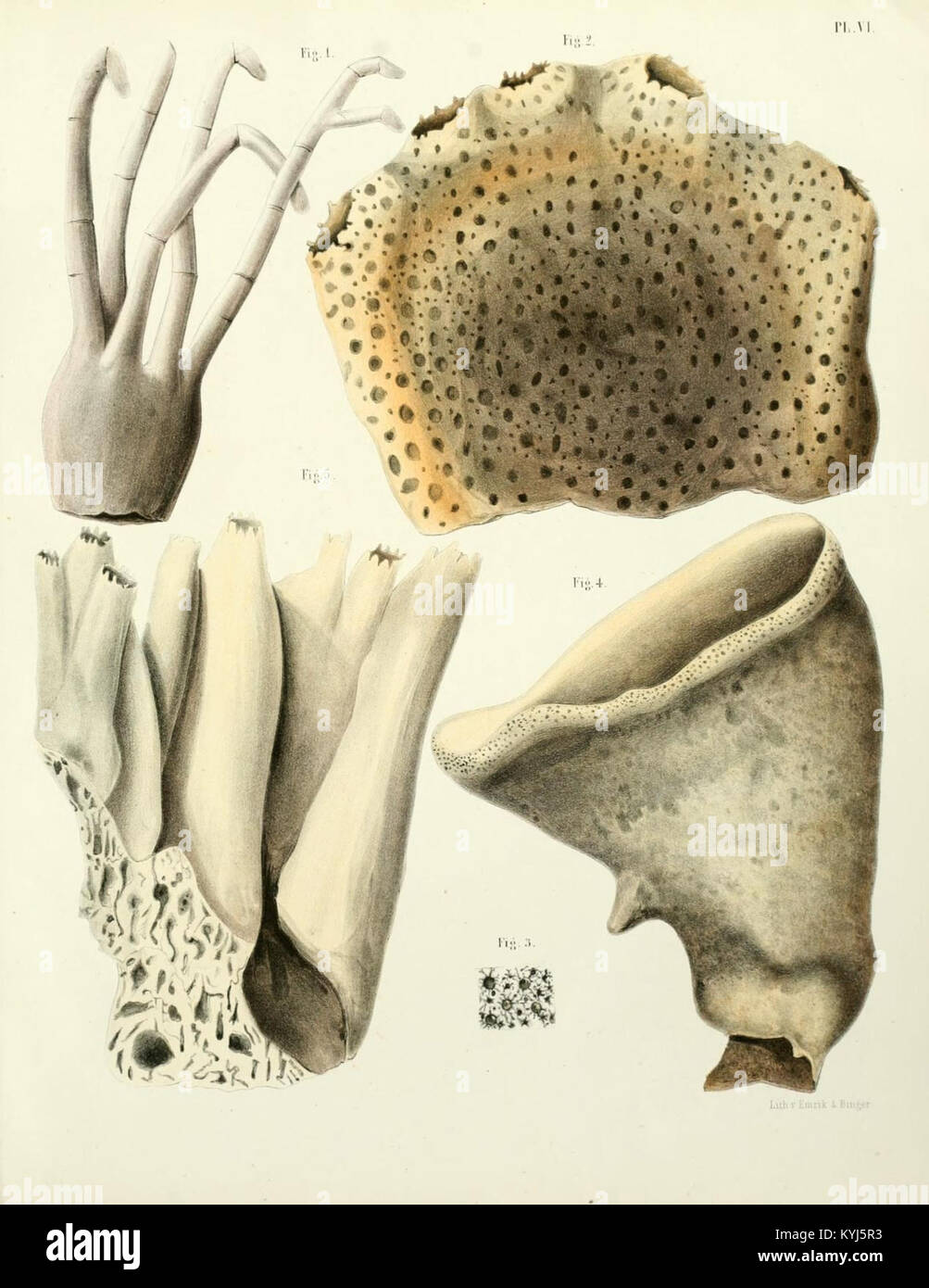 Sponge Features An illustration from a scientific study depicts sponges from the ...