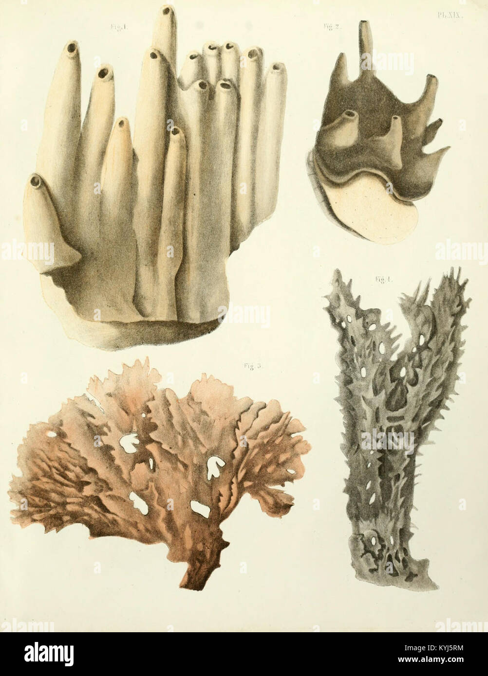 Sponge Forms Various forms of tissue hi-res stock photography and images - Alamy