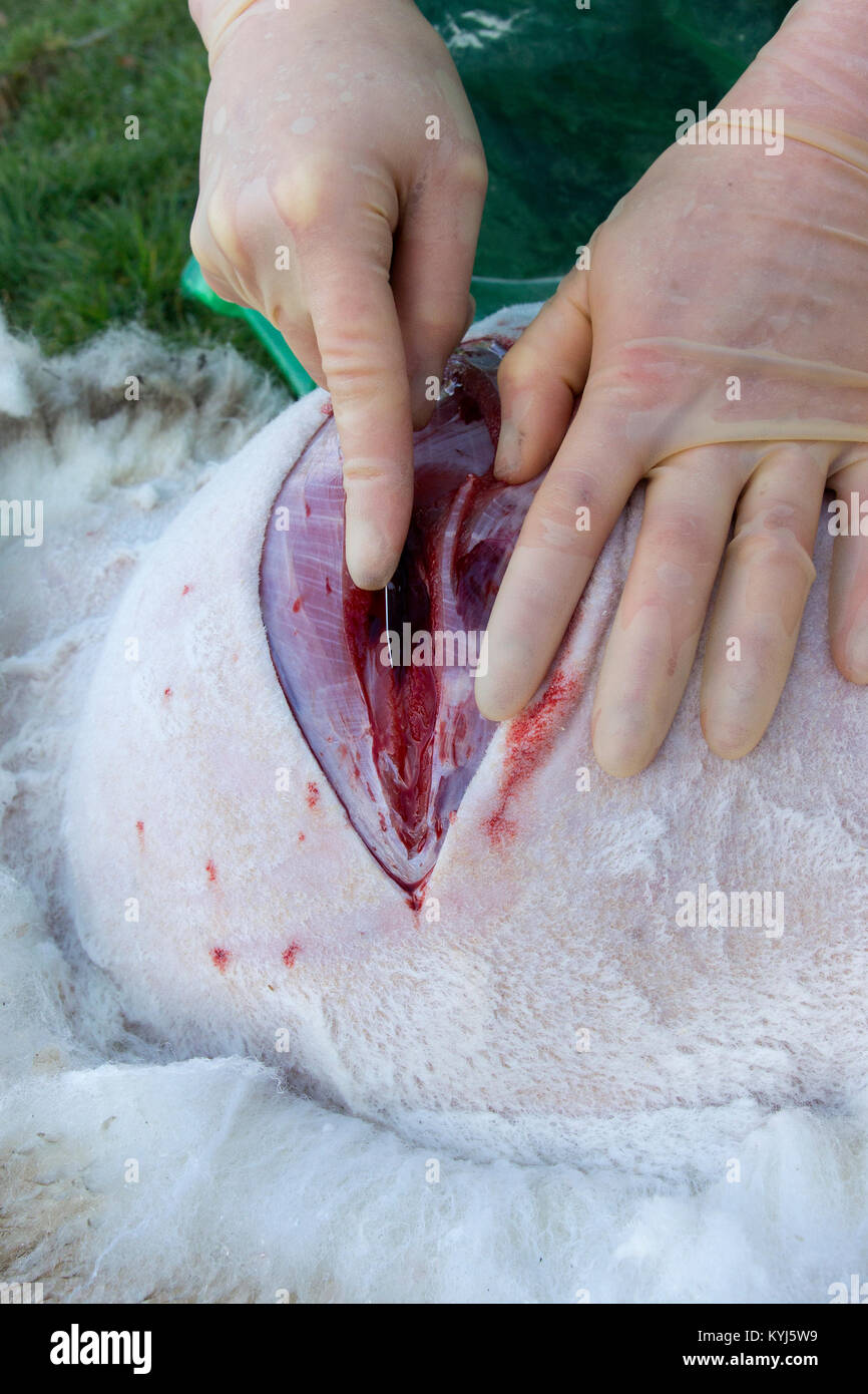Vet preparing and performing a cesarean operation on a ewe having lambing difficulties. Yorkshire, UK. Stock Photo