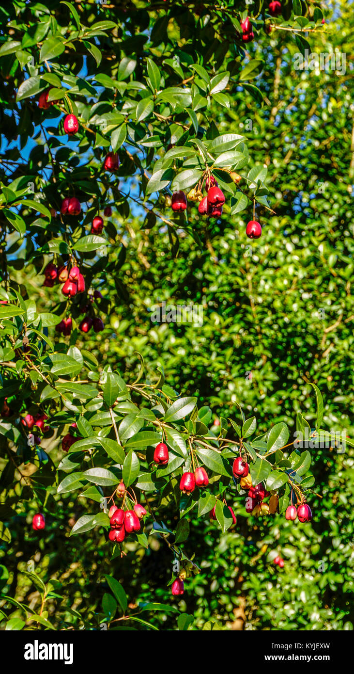 Pomarrosa tree branches with fruits. Stock Photo