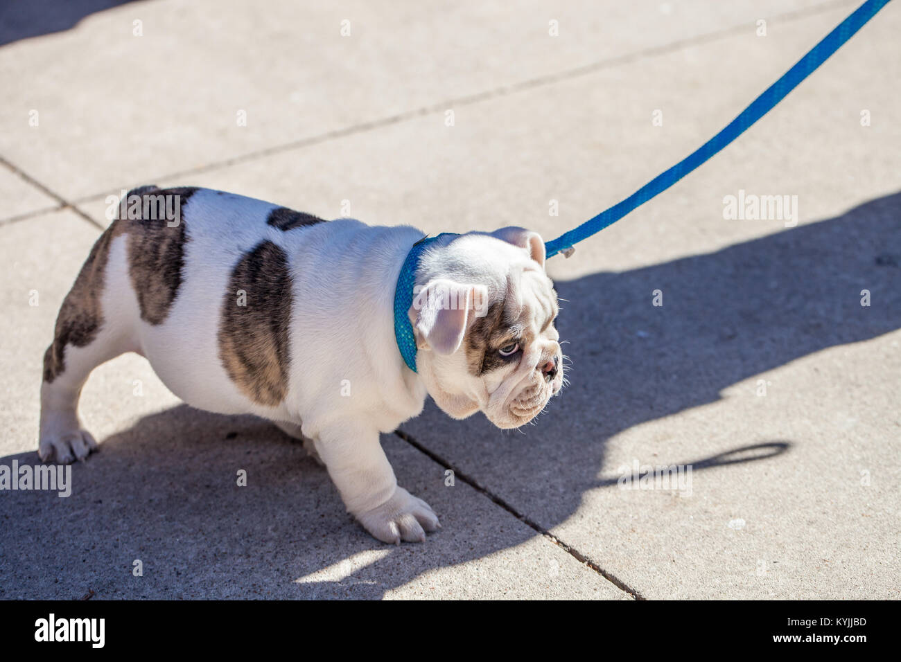 English Bulldog puppy on leash / Unhappy or sad concept Stock Photo