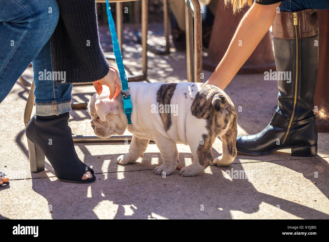Two young women with trendy shoes caress / pet a cute English bulldog puppy on blue leash Stock Photo