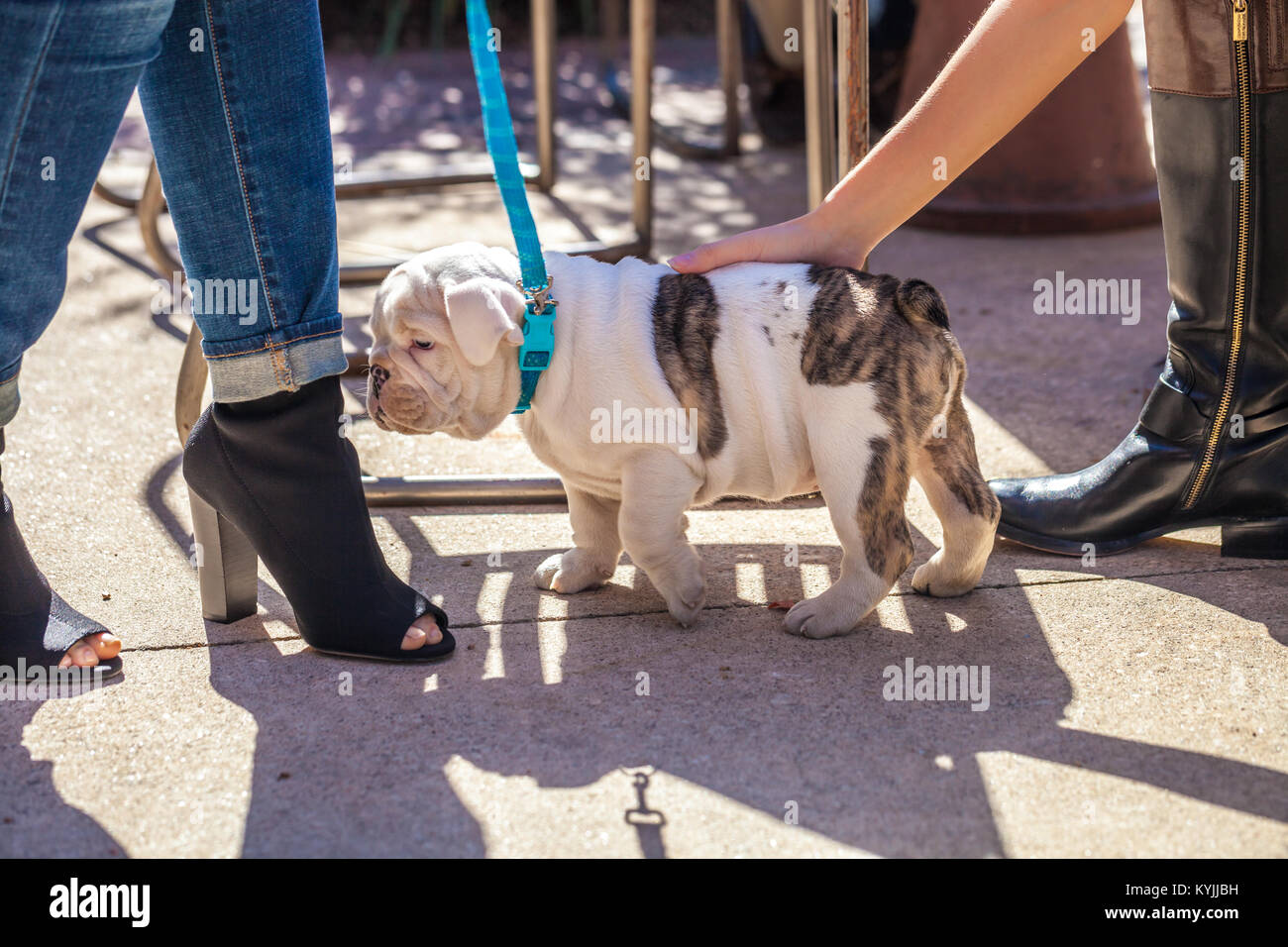 Two young women with trendy shoes caress / pet a cute English bulldog puppy on blue leash Stock Photo