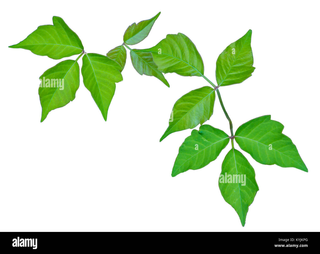 Poison Ivy Vine Plant Isolated for Positive Identification Stock Photo