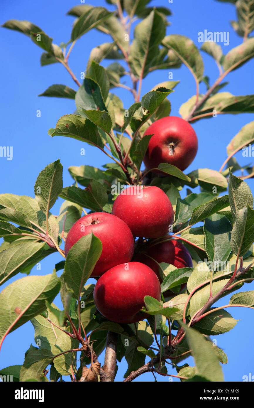 Apple tree plantation germany hires stock photography and images Alamy
