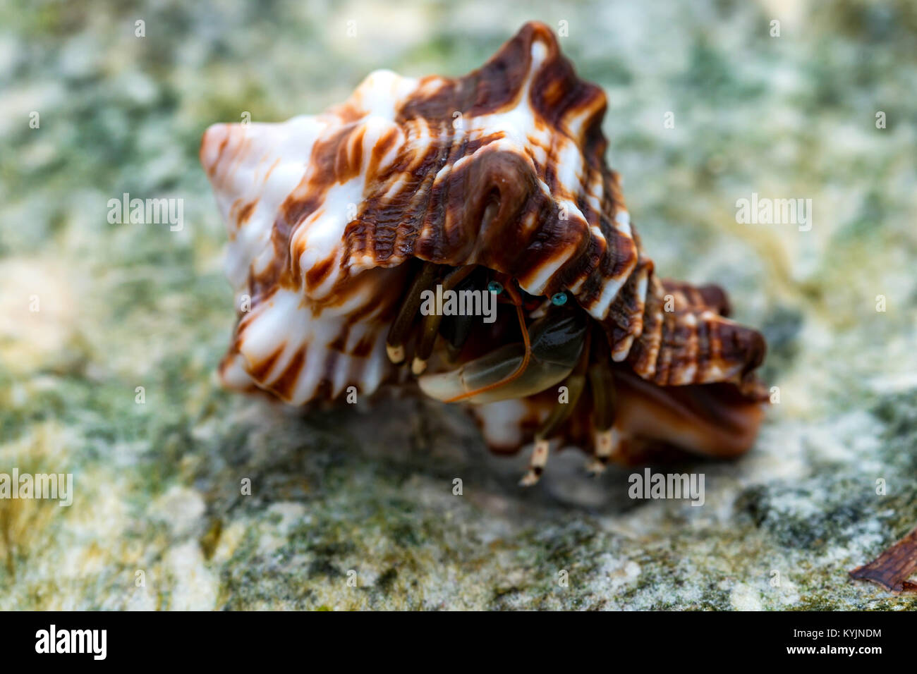 Close-up of hermit crab Calcinus laevimanus Stock Photo