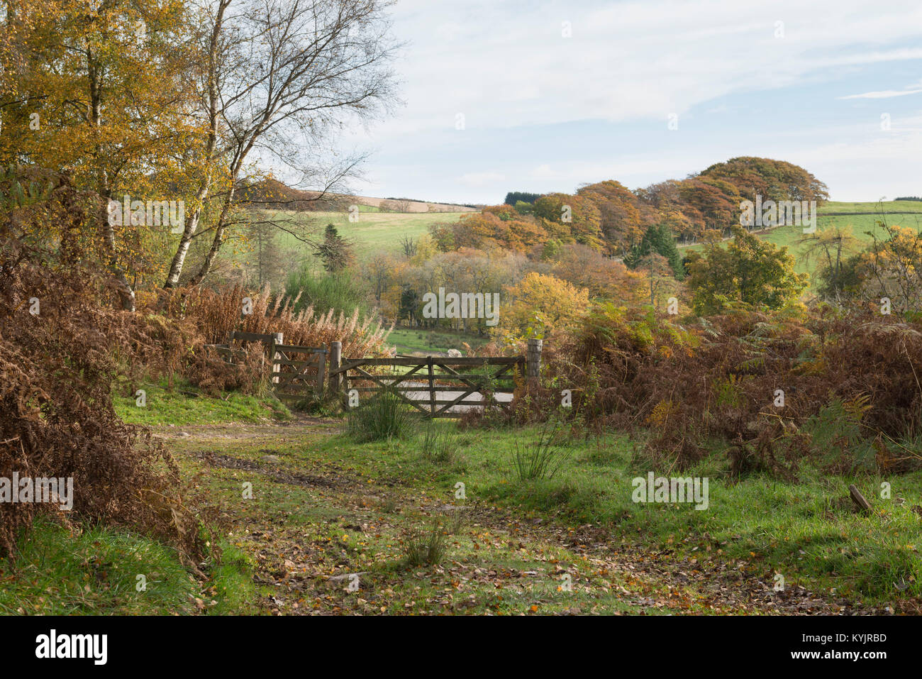 An autumnal scene of a footpath emerging from woodland and arriving at a five bar gate in rural Aberdeenshire. Stock Photo