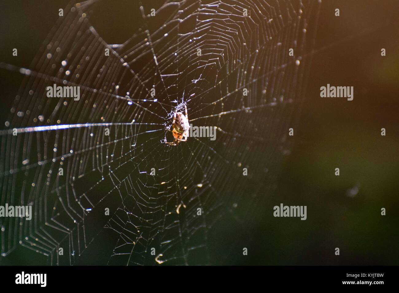 Spider s web hi-res stock photography and images - Alamy