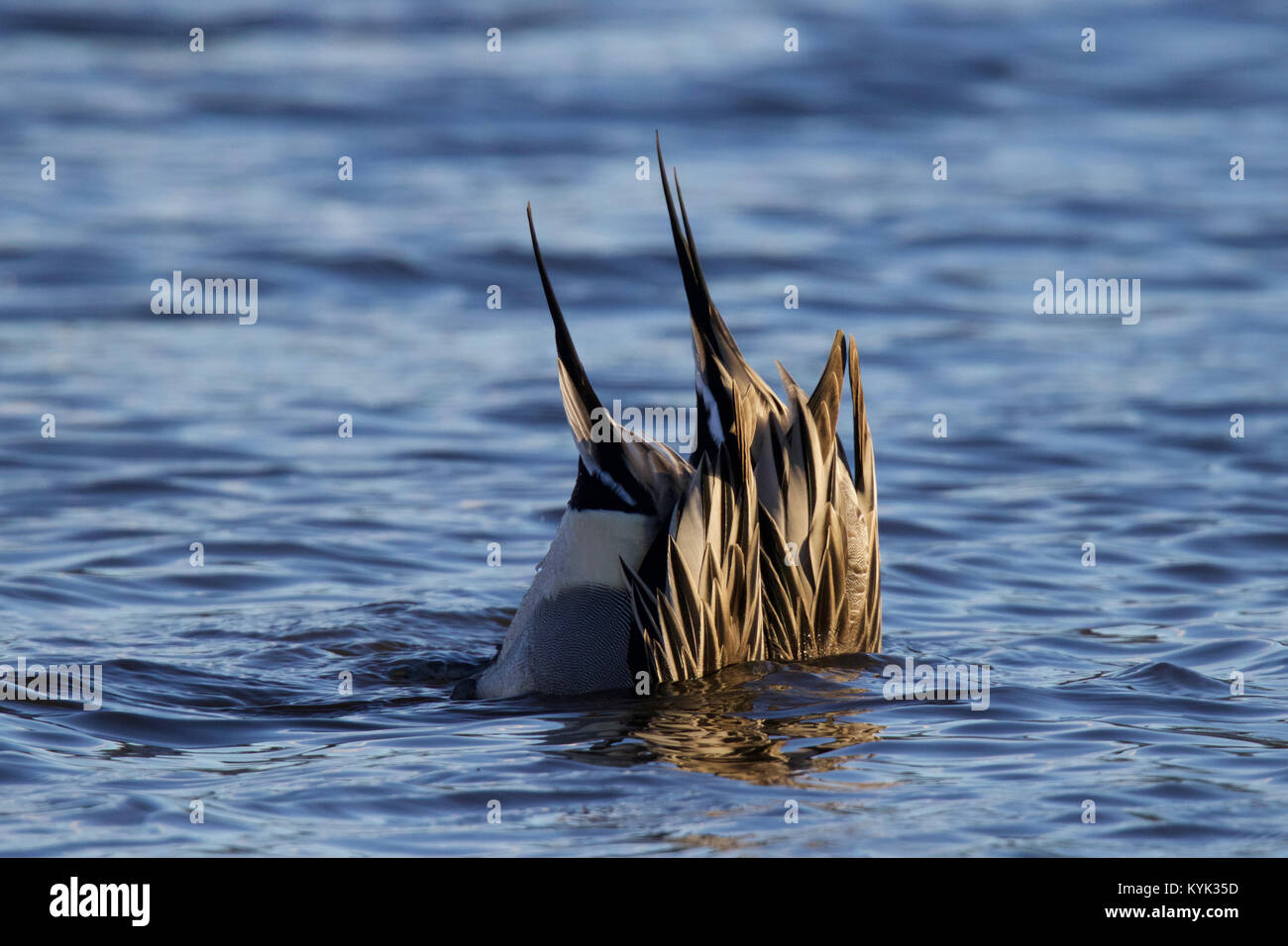 Two male northern pintail ducks Anas acuta dabbling for food in a blue lake in winter Stock Photo
