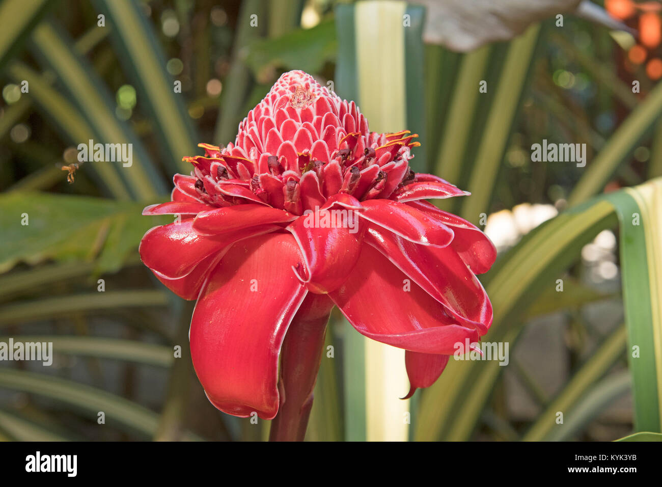 Ginger flower costa rica High Resolution Stock Photography and Images
