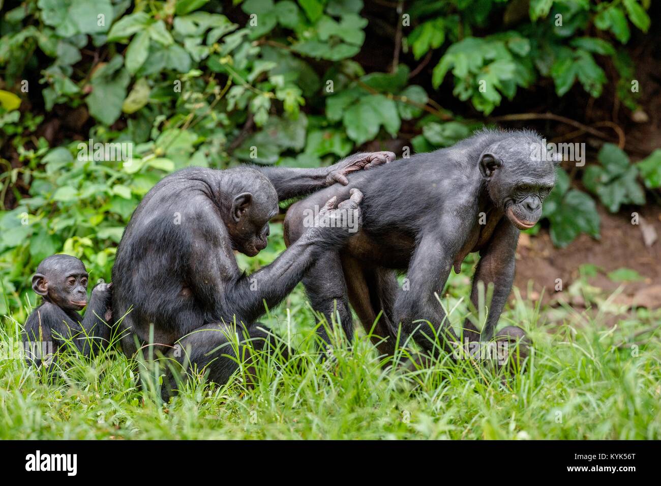 Bonobos In Natural Habitat On Green Natural Background The Bonobo 