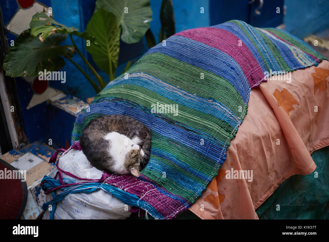 Sleeping cat in medina, Tangier, Morocco Stock Photo