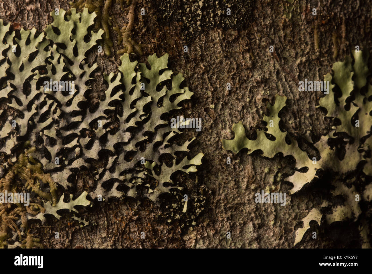 A foliose lichen growing on tree bark in the Colombian Andes. Stock Photo