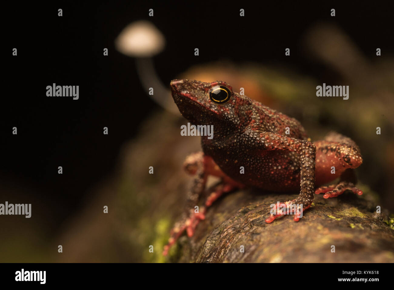 Amazophrynella minuta a tiny yet charismatic toad species that can be found in the Amazonian jungle. Stock Photo