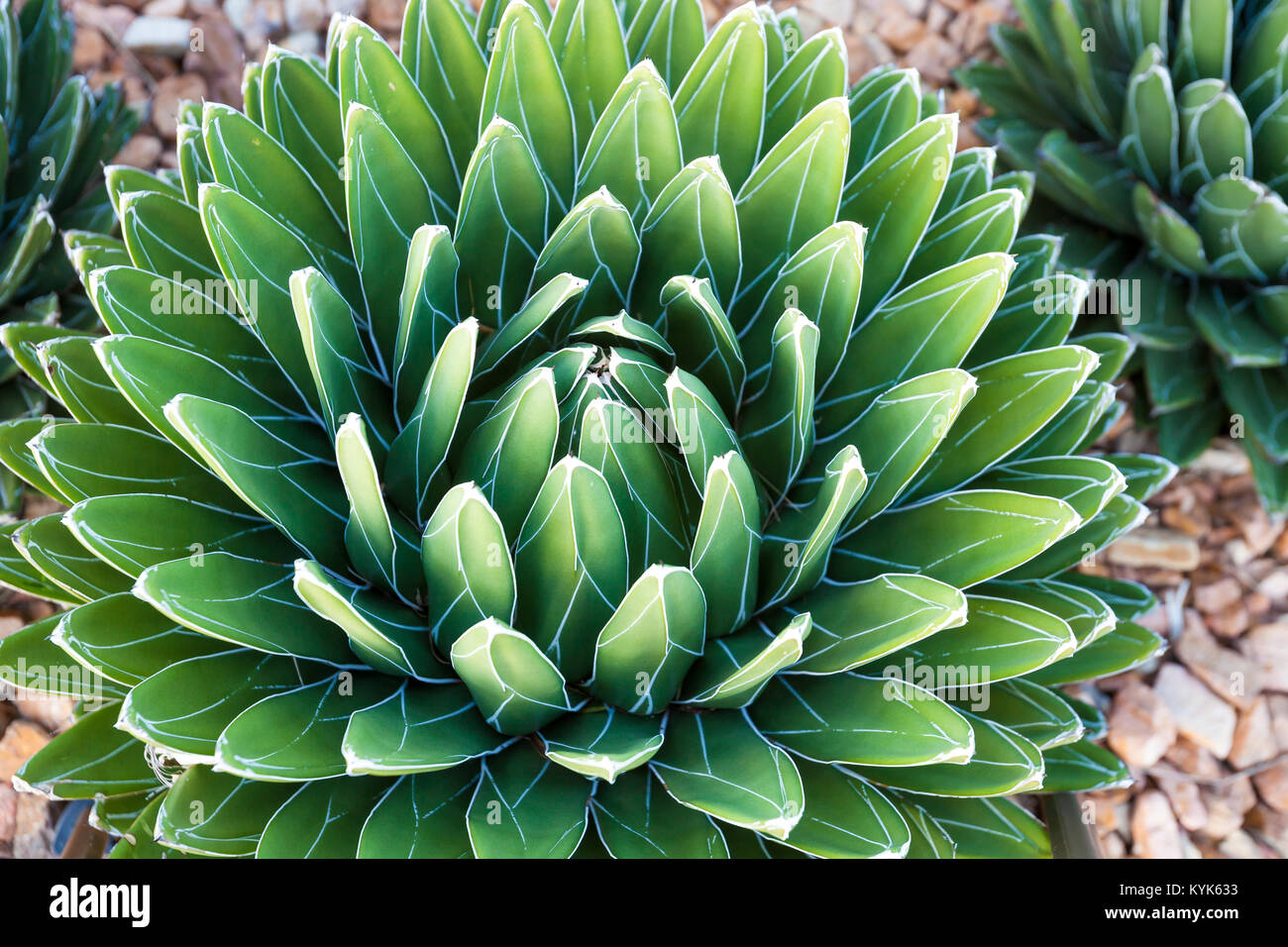 Agave victoriae-reginae (Queen Victoria agave, royal agave) is a small species of succulent flowering perennial plant, noted for its streaks of white  Stock Photo
